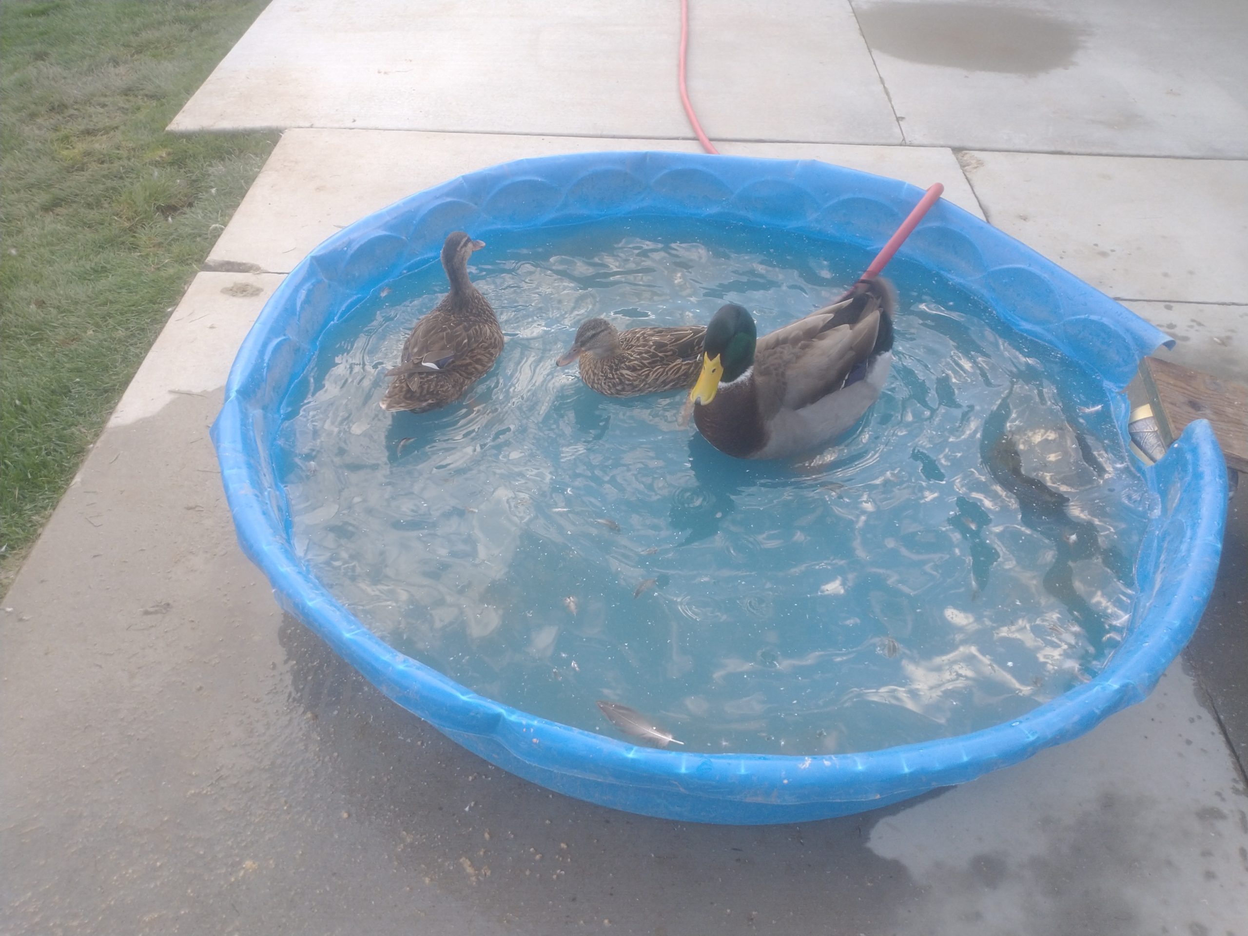 ducks in a kiddie pool