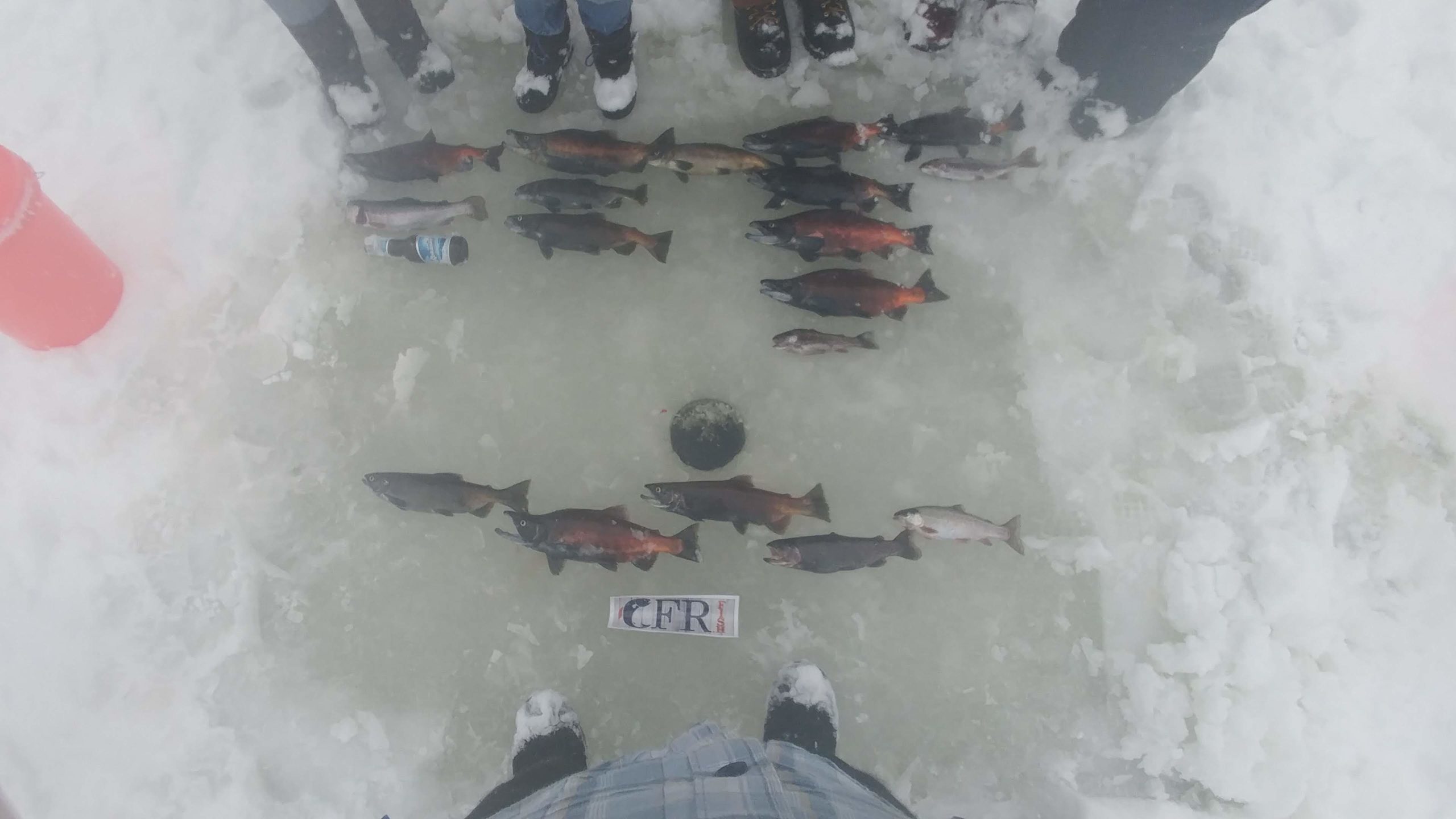 large number of trout and kokanee laying on the ice next to a CFR bumper sticker